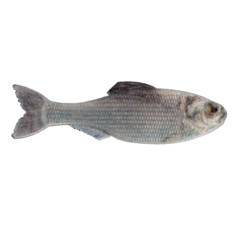 6th Sense Panorama|2.8in|3.5in|5.0in|Live Shad|Live Minnow|Pro Blue